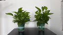 雙盟綠蘿盆栽除甲醛花卉綠植辦公室新房凈化空氣 120款10盆源頭直發(fā) 曬單實拍圖