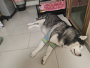 伯納天純狗糧中大型犬全價成年犬糧17kg羊肉蔓越莓味 曬單實拍圖