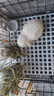 比克熊 苜蓿草1kg兔糧兔子草料烘干紫花幼兔牧草豚鼠磨牙飼料糧草毛重 曬單實(shí)拍圖