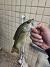 達億瓦（DAIWA）CROSSFIRE LT 紡車輪 遠投輪路亞輪 金屬線杯釣魚輪 漁輪 【23新款】2500-XH 曬單實拍圖