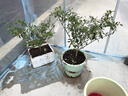 貝裝家用溫室花棚暖房大棚骨架陽臺樓頂植物蔬菜防寒保暖陽光棚陽光房 2米寬 3米長 2米高【送加厚膜】 曬單實拍圖