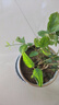 重瓣茉莉花盆栽濃香型南方四季開花帶盆驅蚊綠植花卉室內陽臺庭院 茉莉5~6棵帶花苞發(fā)貨【不含盆】 曬單實拍圖