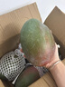 蕊鮮生攀枝花凱特芒果 9斤四川特大青芒果新鮮熱帶水果當季現摘 4.5斤A級中果【3-5兩】實(shí)惠嘗鮮 曬單實(shí)拍圖