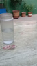 【?京東物流配送】高硼硅雙層玻璃杯大容量泡茶杯水杯子茶水分離 【雙層加厚】茶杯 350ml 1只 曬單實(shí)拍圖