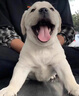 純種拉布拉多幼犬活體神犬小七黑白色拉布拉多導(dǎo)盲犬家養(yǎng)寵物狗狗 寵物級(jí) 純種雙血統(tǒng) 公 曬單實(shí)拍圖