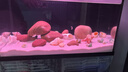 百因美（BIOZYM）觀(guān)賞魚(yú)飼料水族三湖慈鯛顆粒魚(yú)食馬鯛滋鯛素食肉食緩沉魚(yú)糧 三湖慈鯛肉食飼料120g 曬單實(shí)拍圖