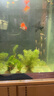 金苔鼠魚魚缸清潔魚工具魚魚缸除藻清理糞便小型熱帶觀賞魚魚活體 金苔鼠7條送備損3條【發(fā)10條】 曬單實(shí)拍圖