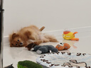 ANNAMAET安娜低脂瑪特狗糧易消化犬糧娜瑪特無(wú)谷里昂成犬糧深海魚(yú)控制體重 無(wú)谷低脂小顆粒 5磅*1袋 【26.7】 曬單實(shí)拍圖