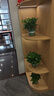 雙盟綠蘿盆栽除甲醛花卉綠植辦公室新房凈化空氣180加侖4盆裝源頭直發(fā) 曬單實拍圖