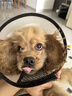 鮮朗無(wú)谷低溫烘焙狗糧泰迪比熊小型犬金毛拉布拉多通用奶糕幼犬專用 烘焙幼犬糧8kg【囤貨裝】 曬單實(shí)拍圖