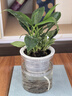 花翁金鉆盆栽室內(nèi)植物耐陰花卉綠植源頭直發(fā) 3棵高20cm+早安盆 2盆 曬單實(shí)拍圖