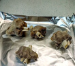 寧鑫 寧夏鹽池灘羊 帶骨手抓羊肉2斤 生鮮原切燉煮 地標產(chǎn)品 曬單實(shí)拍圖