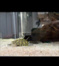瘋狂水草水晶石英砂5斤1.0-2.0mm魚缸沙底砂魚缸造景魚缸沙子底砂免洗底沙 曬單實(shí)拍圖
