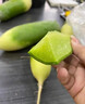 博多客正宗天津沙窩蘿卜 生吃脆甜 水果型青蘿卜 新鮮蔬菜現拔現發(fā) 5斤 曬單實(shí)拍圖