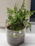 八芽趣味鮮活苔蘚微型景觀(guān)創(chuàng  )意室內桌面生態(tài)綠植盆栽盆景懶人好養植物 清境草原 帶玻璃杯 曬單實(shí)拍圖