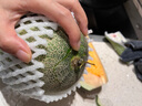 京鮮生 西州蜜哈密瓜 1-2粒裝 凈重5-6斤 中秋禮品源頭直發(fā) 包郵 曬單實拍圖