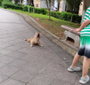 華元寵具（hoopet）狗狗繩子防爆沖P繩狗鏈子牽引繩胸背帶大型小中型犬防掙脫溜遛狗 曬單實拍圖