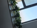綠蘿盆栽室內(nèi)客廳綠植花卉 家用凈化空氣綠籮植物吸除甲醛吊蘭 高20CM【加侖吸水】8盆+噴壺+5肥 曬單實(shí)拍圖