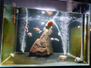 松寶（sobo）魚缸增氧泵養(yǎng)魚氧氣泵小型家用充氧泵水族箱打氧機增氧泵 雙孔3W 曬單實拍圖