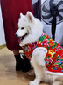 亞禾大狗狗衣服秋冬款保暖東北大花棉襖邊牧金毛大型犬新年衣服防寒衣 新式東北大花 6XL(胸圍102CM 約80-100斤寵物) 曬單實(shí)拍圖