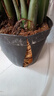【金錢(qián)樹(shù)】盆栽客廳室內植物錢(qián)串子大型發(fā)財綠植喬遷開(kāi)業(yè)送盆花卉 20-25株 0.9-1.1米原土盆 送肥料 曬單實(shí)拍圖