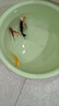錦鯉魚(yú)活體觀(guān)賞魚(yú)活魚(yú)小型易養冷水淡水魚(yú)小魚(yú)苗錦鯉金魚(yú)好看錦鯉 6-8cm 六色錦鯉套餐6條 曬單實(shí)拍圖