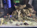 米家（MIJIA）小米米家智能生態(tài)魚(yú)缸還原自然生態(tài)補倉一次三月無(wú)憂(yōu)出差旅行必備 曬單實(shí)拍圖