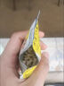 藍景食品添加劑吊白塊檢測儀食品安全漂白劑殘留快速分析儀器檢驗設備 定制詳詢(xún)客服 曬單實(shí)拍圖