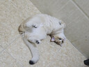 阿迪達(dá)斯Yeezy350椰子夏日透氣休閑鞋男女鞋GY7164 38 曬單實(shí)拍圖