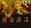 東北姑娘果新鮮當(dāng)季水果黃菇娘燈籠果酸甜可口甜菇娘特產(chǎn)京東包郵 【帶箱3斤】東北姑娘果 曬單實(shí)拍圖