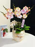 Only you【兩小時(shí)達(dá)】蝴蝶蘭帶花苞花劍花盆真花蘭花盆栽開業(yè)喬遷佛堂供花 8株紫色（瓷盆隨機(jī)） 曬單實(shí)拍圖