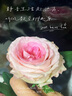 玫珂菲（MAKE UP FOR EVER）會員小樣派樣（無痕絲絨持妝粉餅 1R02號 2g*1）效期至2026/12/31 曬單實拍圖