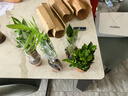 MPPMCK發(fā)財樹(shù)盆栽室內袖珍椰金鉆桌面水培植物梔子花卉綠植【拍一發(fā)四】 發(fā)財樹(shù)梔子花金鉆灰缸吸水繩 整體高度約15-25公分 吸水盆口徑 曬單實(shí)拍圖