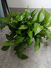 雙盟綠蘿盆栽除甲醛花卉綠植辦公室新房凈化空氣180加侖2盆裝源頭直發(fā) 曬單實拍圖