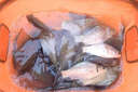 沾麻團顆粒腥香麻團顆粒鯉魚(yú)草魚(yú)顆粒沾麻團顆粒偷驢回鍋魚(yú)顆粒 1瓶【黑坑專(zhuān)用餌】一聞就來(lái) 曬單實(shí)拍圖