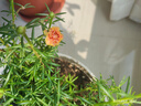 精品陽(yáng)臺蔬菜養花種植土通用型天然有機種菜綠植土營(yíng)養土大包 30斤精選陽(yáng)臺種菜養花土 營(yíng)養土 曬單實(shí)拍圖