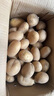 京覓 黃皮土豆 凈重9斤中果100g起 沙土地洋芋馬鈴薯新鮮蔬菜源頭直發(fā) 曬單實拍圖