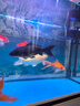 創(chuàng  )寧魚(yú)缸養魚(yú)專(zhuān)用活性炭過(guò)濾材料凈水魔方立凈寶除黃水異味 濾凈寶【除黃水、去異味】0.5L 曬單實(shí)拍圖