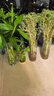 水培米竹室內(nèi)盆栽植物水養(yǎng)觀音竹富貴竹南天竹客廳竹子花卉綠植 精品米竹50顆【50-60厘米】 曬單實(shí)拍圖