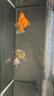 畫(huà)法幾何 米家智能魚(yú)缸專(zhuān)用水泵HWL-M100小型循環(huán)抽水泵流量可調節3.45w 曬單實(shí)拍圖