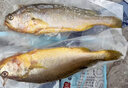 鴻順 三去醇香黃魚(yú)鲞700g/2條 黃花魚(yú)免殺即烹  燒烤食材 魚(yú)類(lèi) 曬單實(shí)拍圖