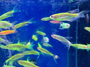 金晶超白魚(yú)缸客廳桌面小魚(yú)缸玻璃草缸龜缸懶人家用生態(tài)造景水族箱 長(zhǎng)35CM寬21CM高23CM（厚度5MM） 金晶超白魚(yú)缸裸缸 曬單實(shí)拍圖
