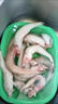 繽鮮龍頭魚新鮮豆腐魚鮮活冷凍九肚魚特產(chǎn)生鮮水產(chǎn)海鮮商用批發(fā)非山舟 3斤 凈 曬單實拍圖