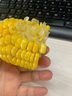 盛覓 云南新鮮水果甜玉米頭茬現摘金銀玉米新鮮玉米現摘帶皮發(fā) 4斤精選裝【脆甜多汁】?jì)?.5斤 自有農場(chǎng) 曬單實(shí)拍圖