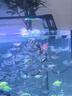 BIOZYM百因美魚飼料小型魚魚糧金魚孔雀魚斗魚熱帶魚觀賞魚紅蟲貼片魚食 曬單實拍圖