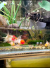 精品小金魚(yú)活魚(yú)冷水魚(yú)小金魚(yú)活魚(yú)淡水錦鯉觀(guān)賞魚(yú)好養耐活魚(yú)不加溫 4-6cm隨機金魚(yú)6條 包損5備損1 曬單實(shí)拍圖