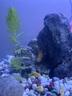 派樂(lè )特魚(yú)缸青龍石松皮石溪流石造景石天然真石頭草缸假山底砂盆景微景觀(guān) 曬單實(shí)拍圖