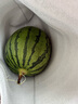 吊秧小西瓜 約1.5kg 曬單實(shí)拍圖