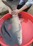 鄧剛主攻釣魚(yú)餌料野釣專(zhuān)用通殺鯽魚(yú)鯉魚(yú)鳊魚(yú)必爆護超誘魚(yú)食魚(yú)餌料 買(mǎi)2 送1【3秒咬鉤】3包裝 曬單實(shí)拍圖