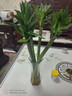 帶根文昌竹龍竹發(fā)財竹富貴竹水養植物客廳室好養內盆栽水培綠植 龍竹-25厘米 4支 曬單實(shí)拍圖